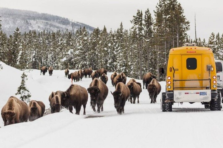 Jackson 4-Day and 3-Night Grand Teton and Yellowstone Winter Tour - Photo 1 of 25